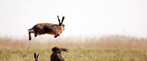 Preview wallpaper hares, jump, grass, field