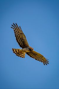 Preview wallpaper harrier, bird, predator, wings, flight