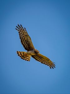 Preview wallpaper harrier, bird, predator, wings, flight