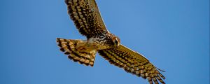 Preview wallpaper harrier, bird, predator, wings, flight