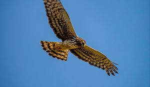 Preview wallpaper harrier, bird, predator, wings, flight