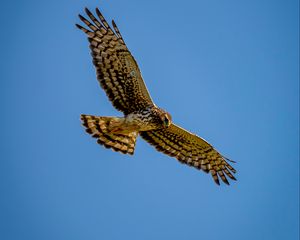 Preview wallpaper harrier, bird, predator, wings, flight