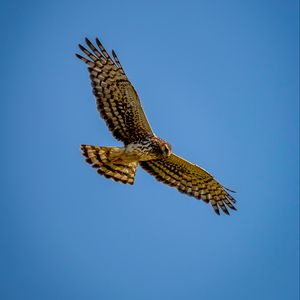 Preview wallpaper harrier, bird, predator, wings, flight