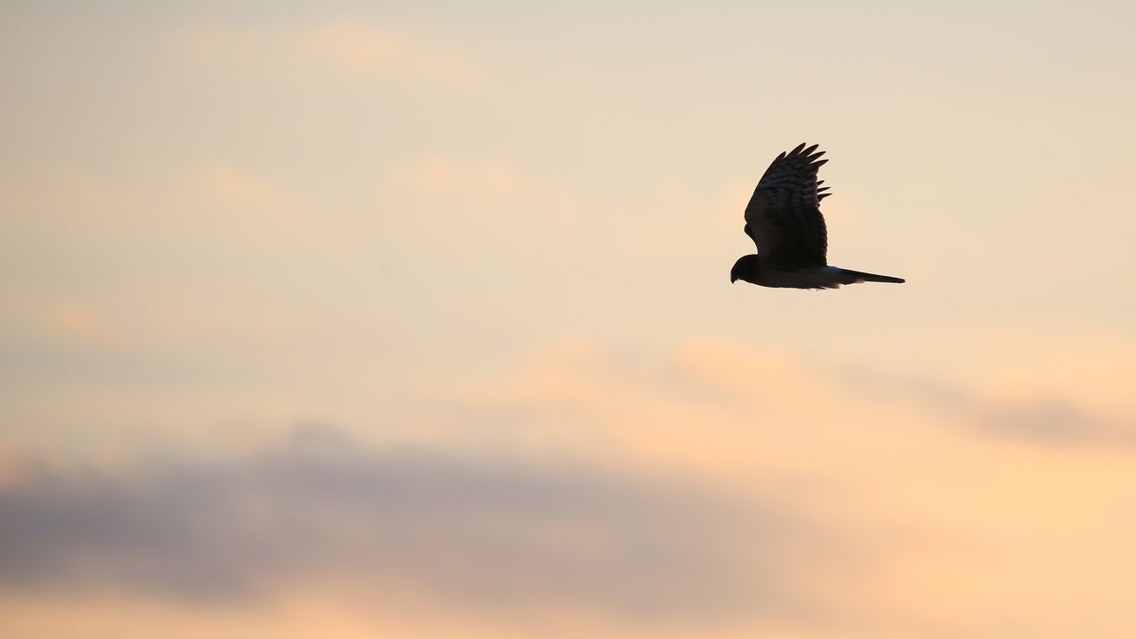 Wallpaper harrier, bird, predator, flight, sky