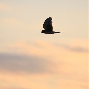 Preview wallpaper harrier, bird, predator, flight, sky