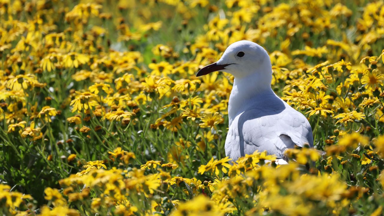 Wallpaper hartlaub&#39;s gull, seagull, bird, flowers, field