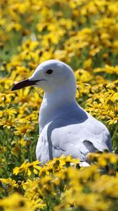 Preview wallpaper hartlaub&#39;s gull, seagull, bird, flowers, field