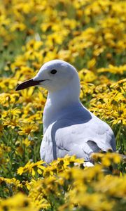 Preview wallpaper hartlaub&#39;s gull, seagull, bird, flowers, field