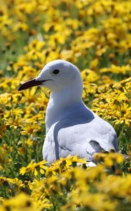 Preview wallpaper hartlaub&#39;s gull, seagull, bird, flowers, field