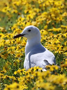 Preview wallpaper hartlaub&#39;s gull, seagull, bird, flowers, field