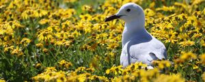 Preview wallpaper hartlaub&#39;s gull, seagull, bird, flowers, field