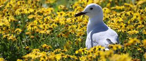 Preview wallpaper hartlaub&#39;s gull, seagull, bird, flowers, field