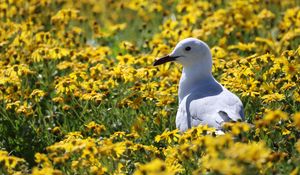 Preview wallpaper hartlaub&#39;s gull, seagull, bird, flowers, field