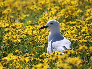 Preview wallpaper hartlaub&#39;s gull, seagull, bird, flowers, field