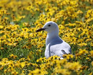 Preview wallpaper hartlaub&#39;s gull, seagull, bird, flowers, field