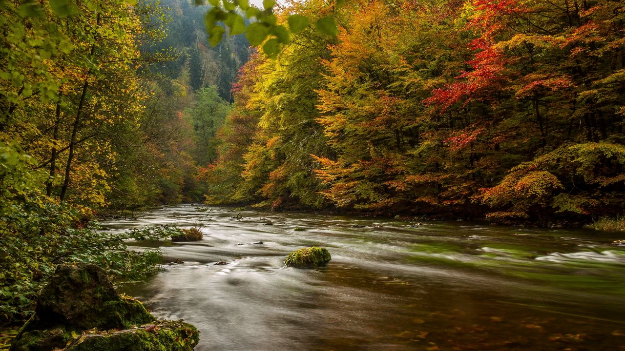 Wallpaper harz, germany, autumn, river, trees