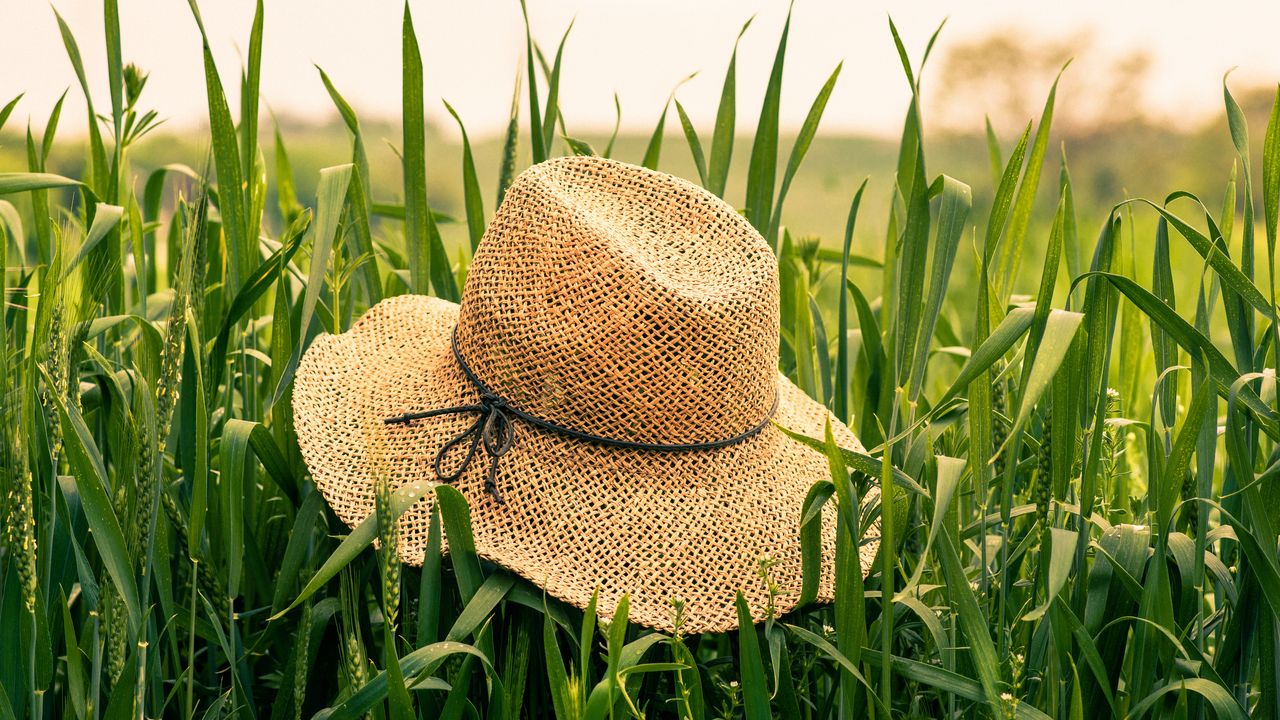 Wallpaper hat, grass, ears, summer