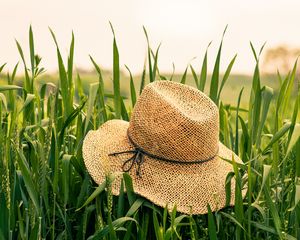 Preview wallpaper hat, grass, ears, summer