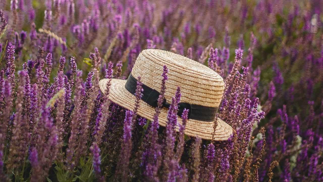 Wallpaper hat, lavender, flowers, wildflowers