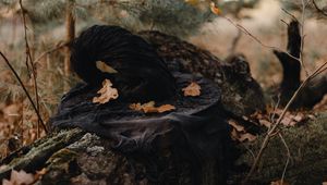 Preview wallpaper hat, witch, leaves, autumn, nature