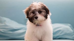 Preview wallpaper havanese, dog, furry