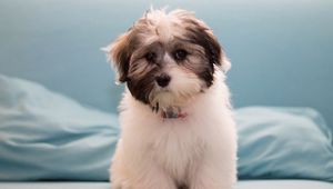 Preview wallpaper havanese, dog, furry