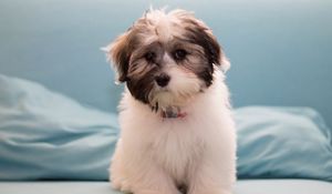 Preview wallpaper havanese, dog, furry