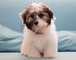 Preview wallpaper havanese, dog, furry