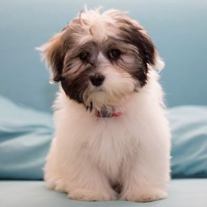 Preview wallpaper havanese, dog, furry