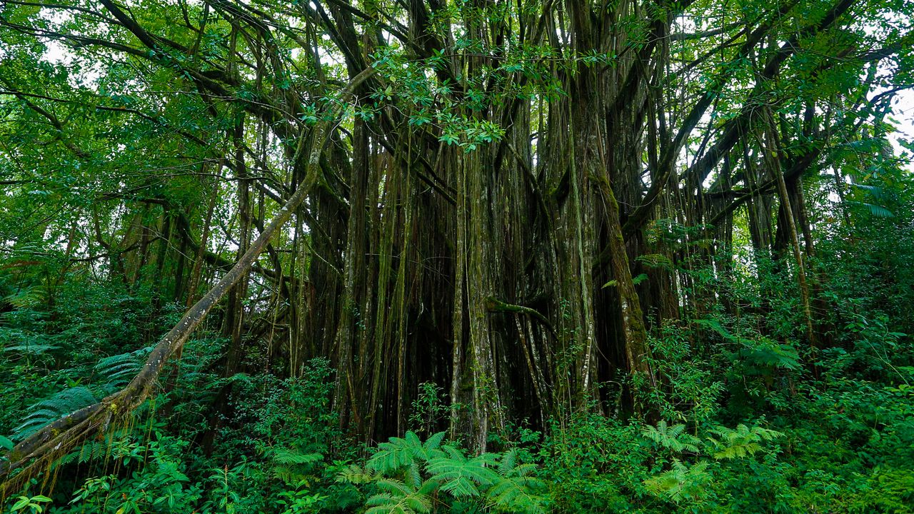 Wallpaper hawaii, botanical garden, trees