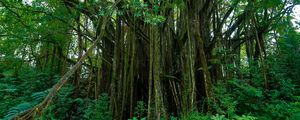 Preview wallpaper hawaii, botanical garden, trees