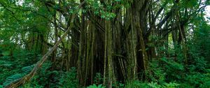 Preview wallpaper hawaii, botanical garden, trees