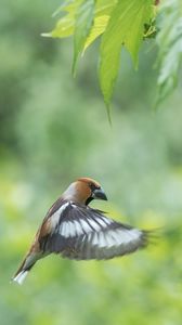 Preview wallpaper hawfinch, bird, wings, feathers