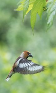 Preview wallpaper hawfinch, bird, wings, feathers