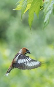 Preview wallpaper hawfinch, bird, wings, feathers