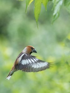 Preview wallpaper hawfinch, bird, wings, feathers