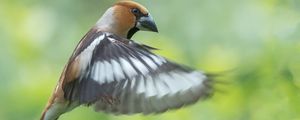 Preview wallpaper hawfinch, bird, wings, feathers