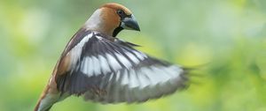 Preview wallpaper hawfinch, bird, wings, feathers