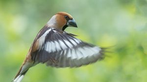 Preview wallpaper hawfinch, bird, wings, feathers