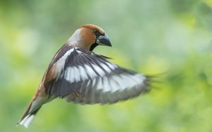 Preview wallpaper hawfinch, bird, wings, feathers