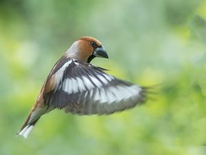 Preview wallpaper hawfinch, bird, wings, feathers