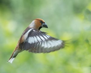 Preview wallpaper hawfinch, bird, wings, feathers