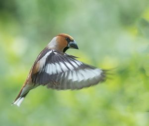 Preview wallpaper hawfinch, bird, wings, feathers