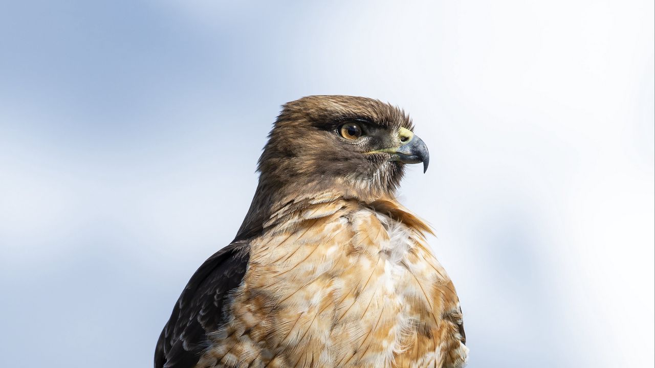 Wallpaper hawk, beak, tree, bird