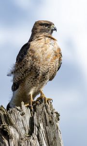 Preview wallpaper hawk, beak, tree, bird