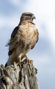 Preview wallpaper hawk, beak, tree, bird