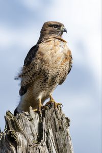 Preview wallpaper hawk, beak, tree, bird