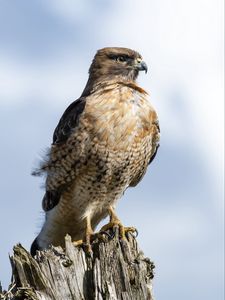 Preview wallpaper hawk, beak, tree, bird