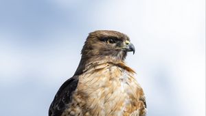 Preview wallpaper hawk, beak, tree, bird