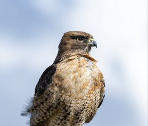 Preview wallpaper hawk, beak, tree, bird